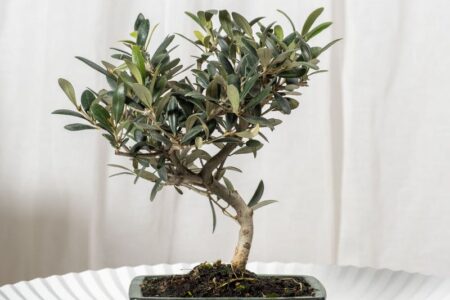 Los mejores bonsáis de interior para nuestra casa